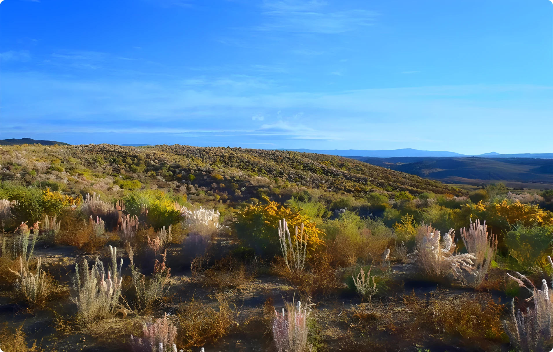 A desert landscape with sparse vegetation, including various grasses and bushes, under a clear blue sky. Rolling hills are visible in the background.